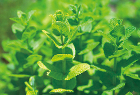 虫除け効果のある植物